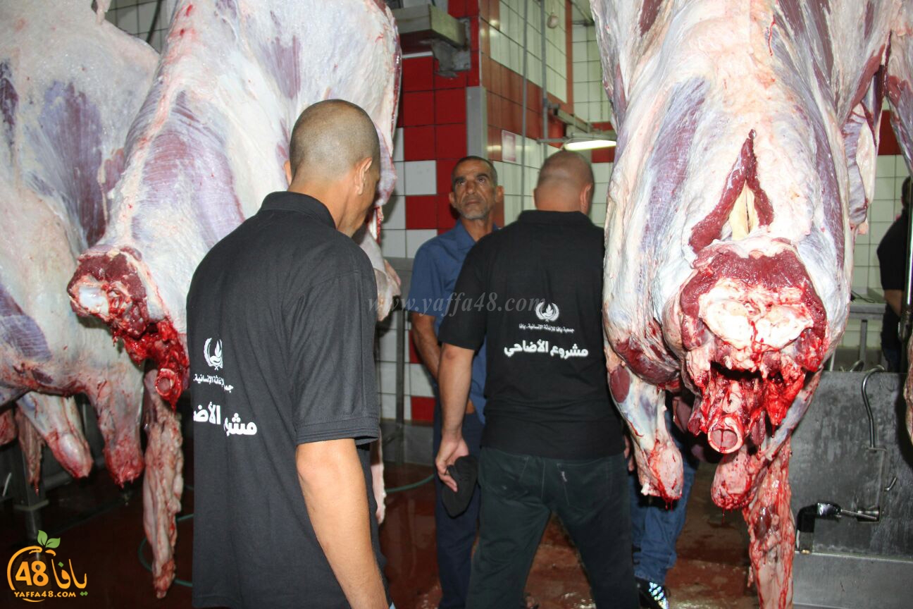 jam3iya yaffa 3ojolej (22).jpg